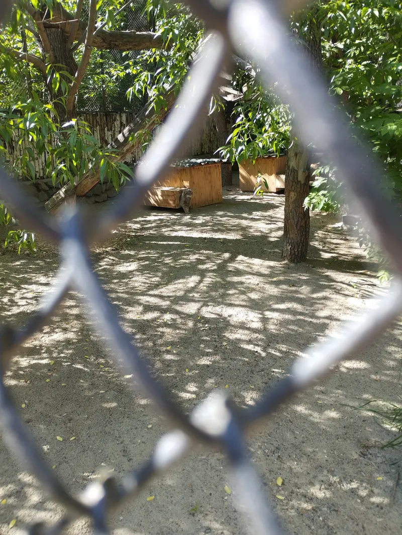 ノヴォシビルスク動物園のマヌルネコの写真