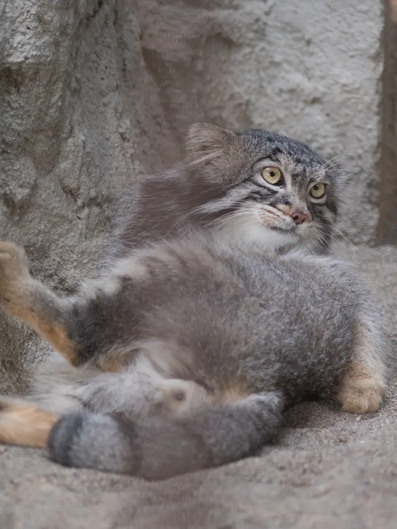 野毛山動物園のフィーガの写真