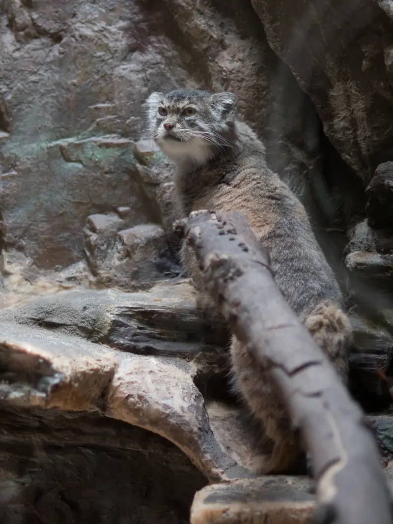 恩賜上野動物園のプリームラの写真