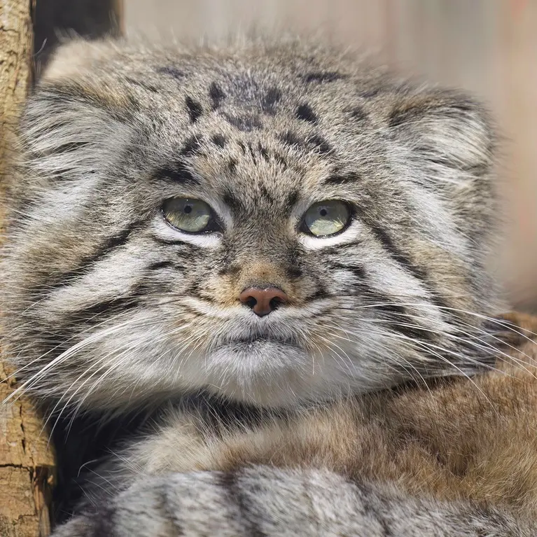 グラスレーベン動物園のディマの写真