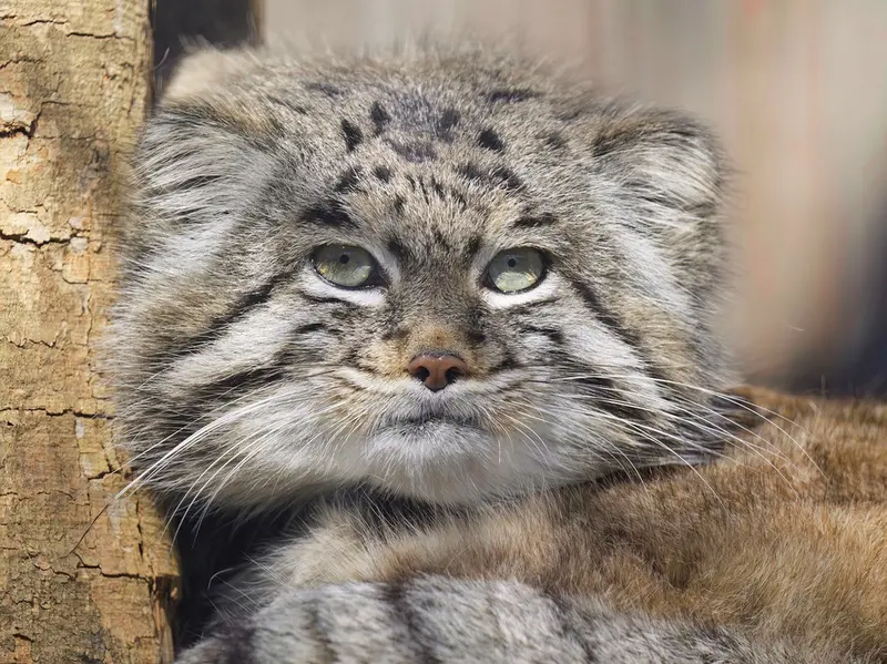 グラスレーベン動物園のディマの写真
