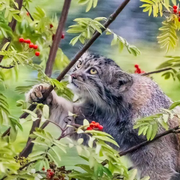 コルケアサーリ動物園のカッティ・マッティの写真
