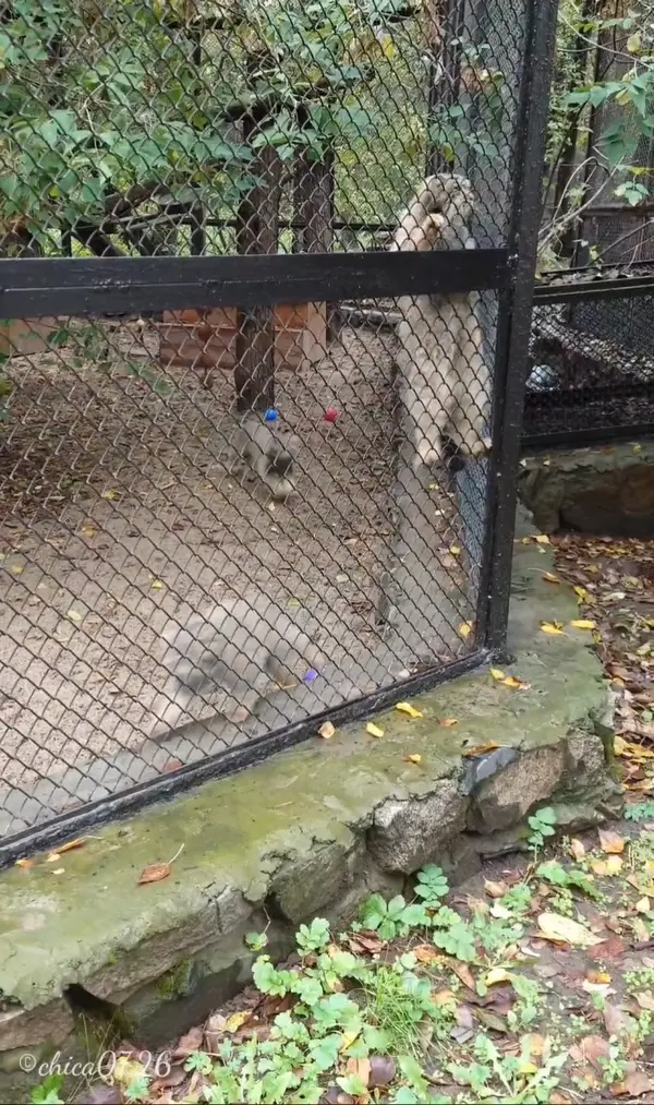 ノヴォシビルスク動物園での給餌
