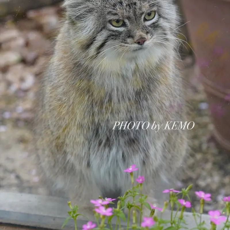 埼玉県こども動物自然公園のオリーヴァの写真