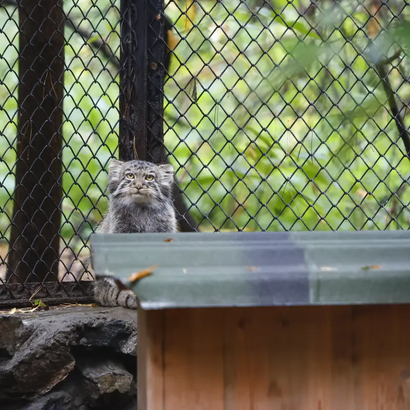 ノヴォシビルスク動物園のイヴの子（2026年生まれ）Ⅲの写真