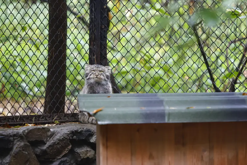 ノヴォシビルスク動物園のイヴの子（2026年生まれ）Ⅲの写真