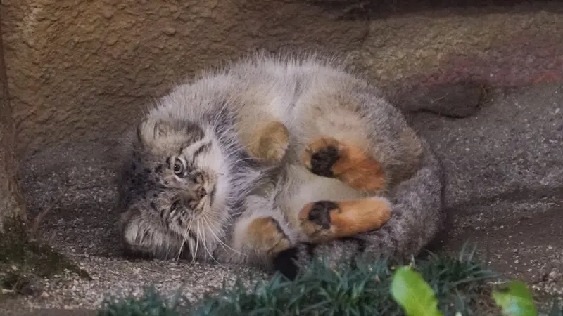 マヌルネコの写真