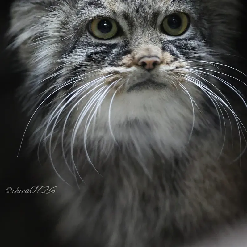恩賜上野動物園のサフランの写真