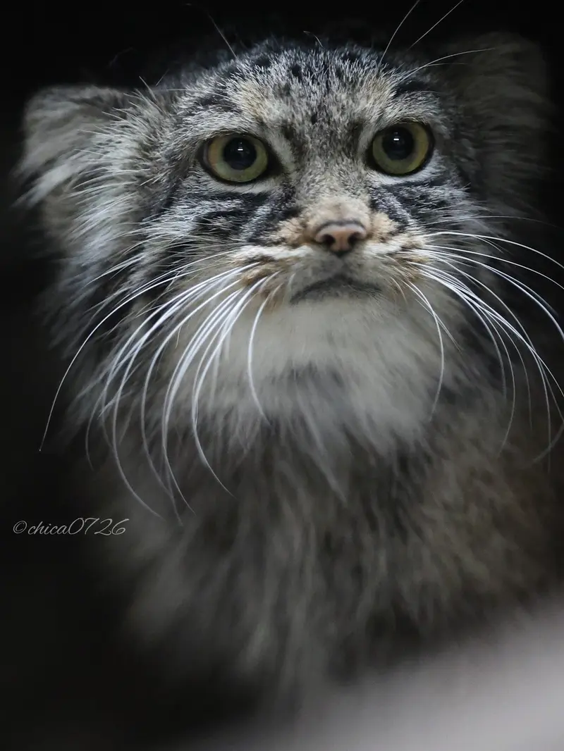 恩賜上野動物園のサフランの写真