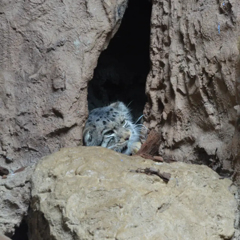 バーミングハム動物園のバタールの写真