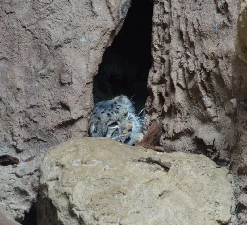 バーミングハム動物園のバタールの写真