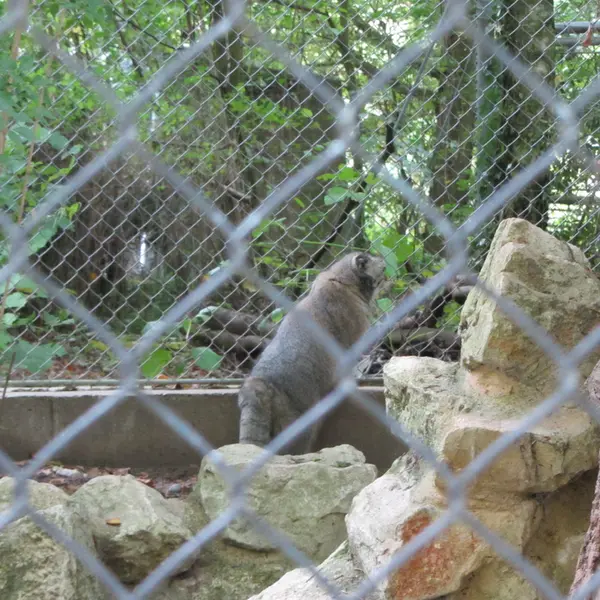 ミュルーズ動物学・植物公園のウラルの写真