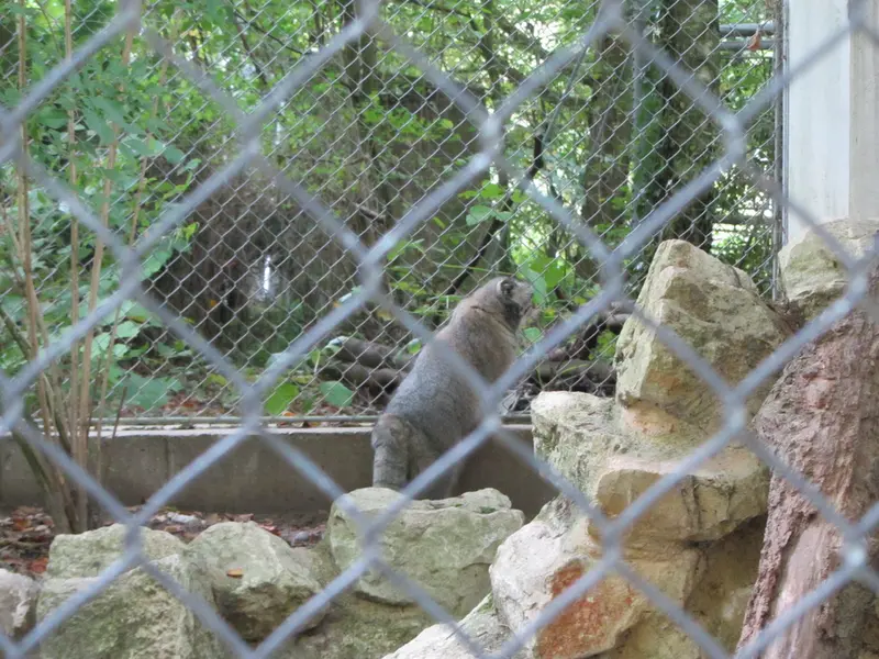 ミュルーズ動物学・植物公園のウラルの写真