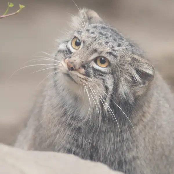 神戸どうぶつ王国のメイの写真