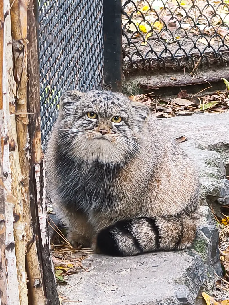 ノヴォシビルスク動物園のアデルの息子（2026年生まれ）Ⅰの写真