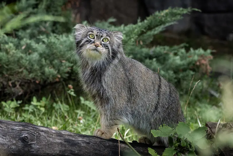 モスクワ動物園のティモフェイの写真