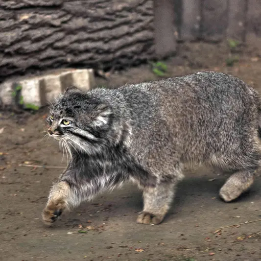 モスクワ動物園のダーライの写真