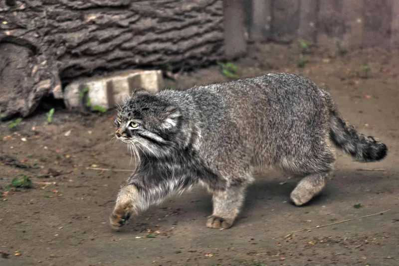 モスクワ動物園のダーライの写真