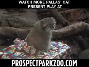 プロスペクト・パーク動物園のニコラスとアレクサンドラの動画