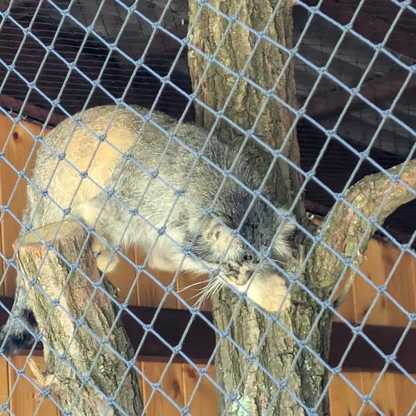 イフラヴァ動物園のマカルーの写真