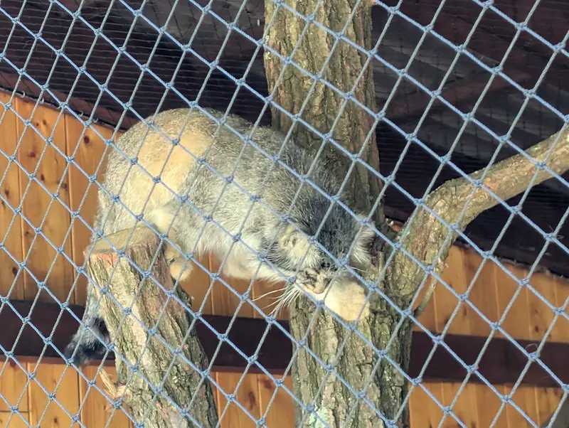 イフラヴァ動物園のマカルーの写真