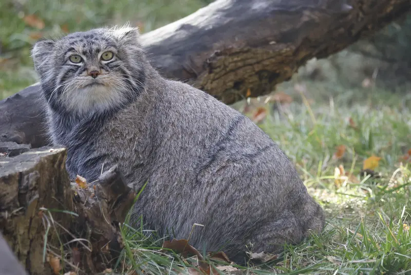 モスクワ動物園のティモフェイの写真