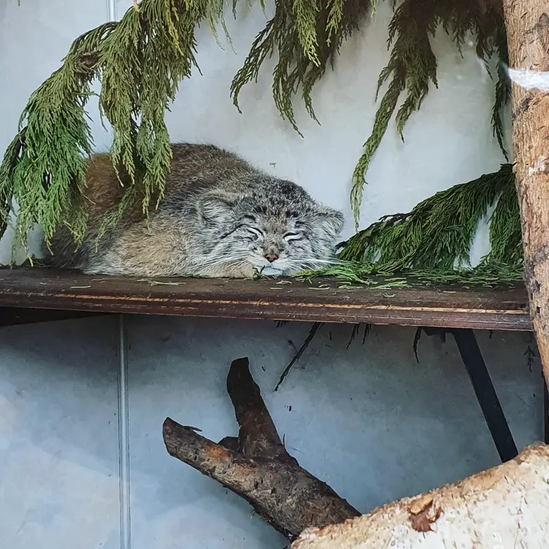 バナム動物園のマヌルネコの写真