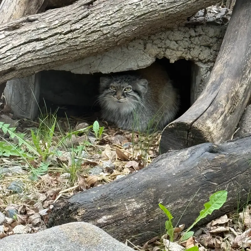 レッドリバー動物園のミーラの写真
