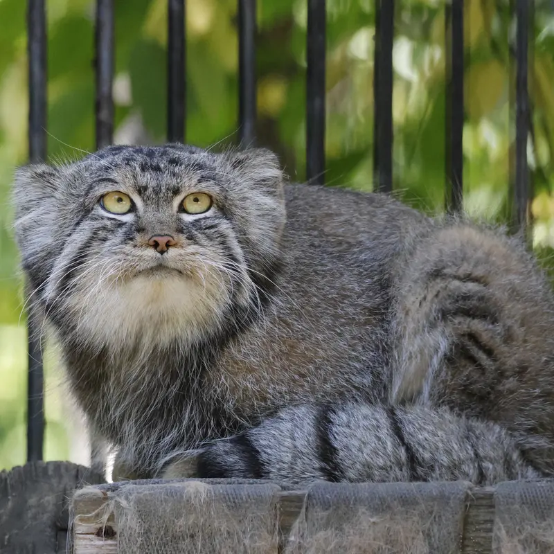 ノヴォシビルスク動物園のシルヴェスターの写真