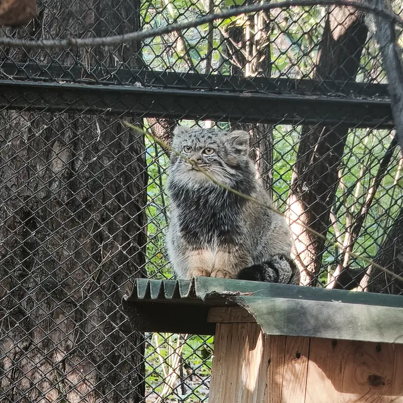 ノヴォシビルスク動物園のマヌルネコの写真