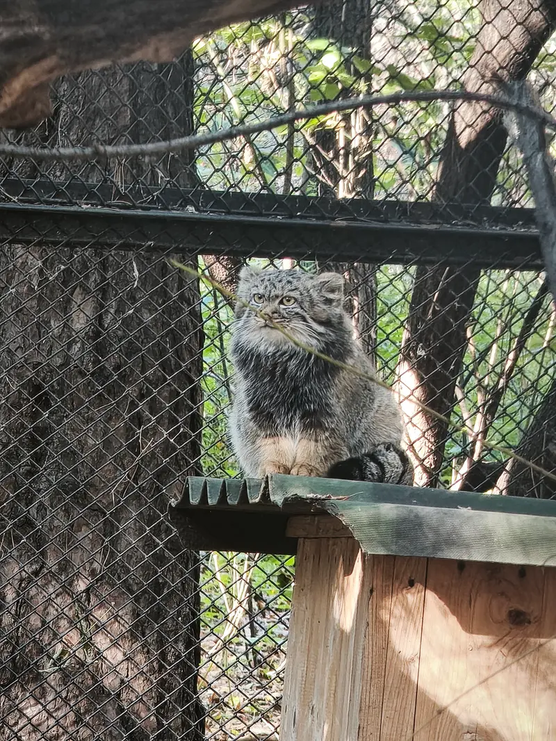 ノヴォシビルスク動物園のマヌルネコの写真