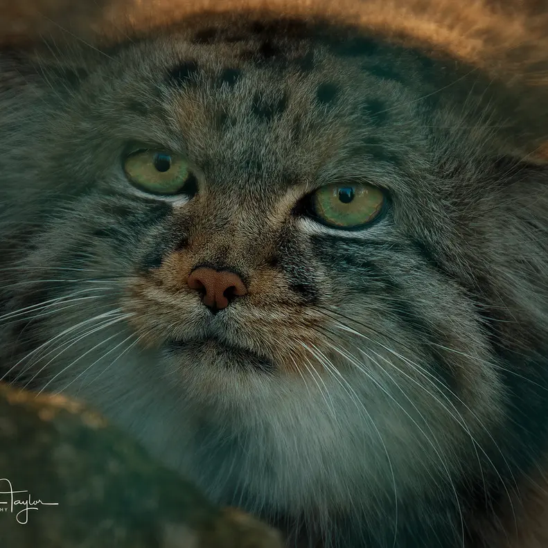 ビッグ・キャット・サンクチュアリのジェスロの写真