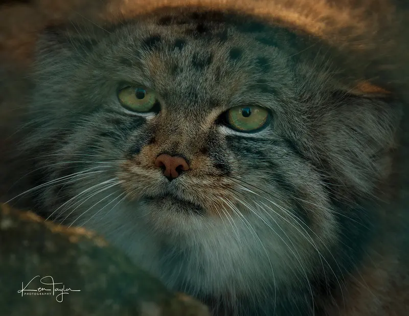 ビッグ・キャット・サンクチュアリのジェスロの写真