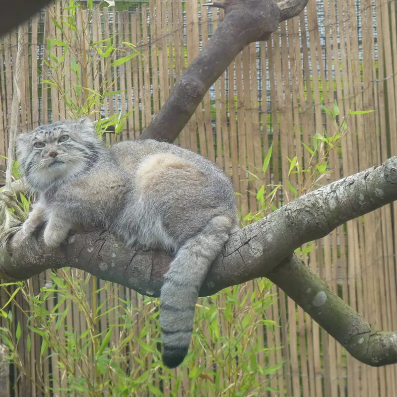 エディンバラ動物園のアキコの写真