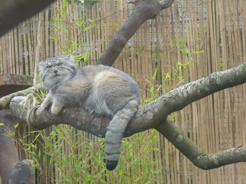 エディンバラ動物園のアキコの写真