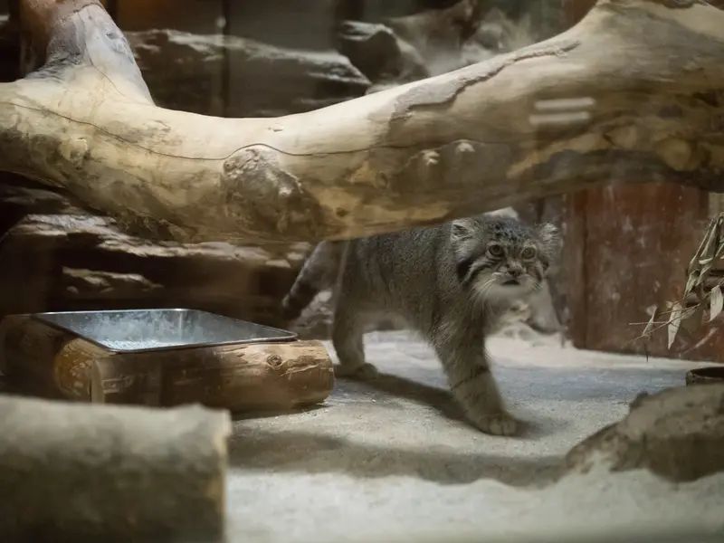 恩賜上野動物園のクリョンの写真
