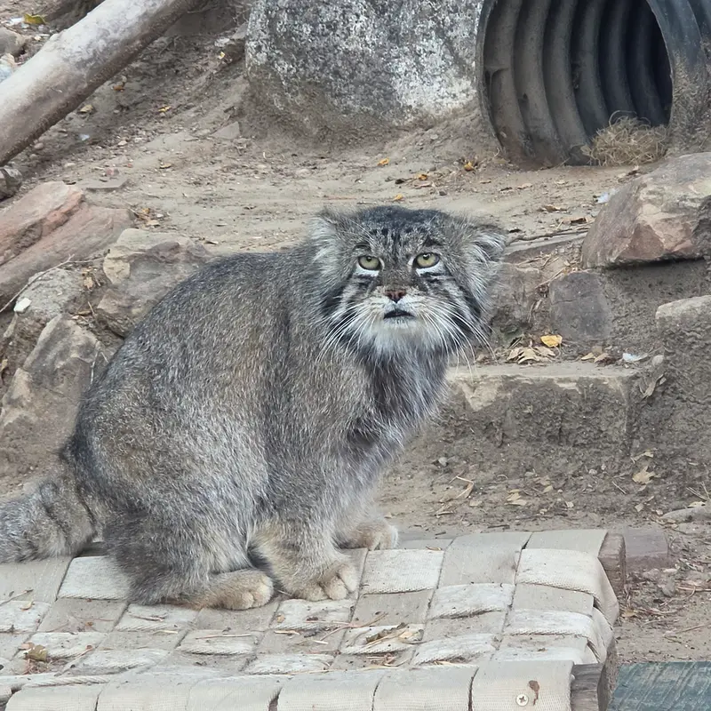 プエブロ動物園のタイ・チーの写真