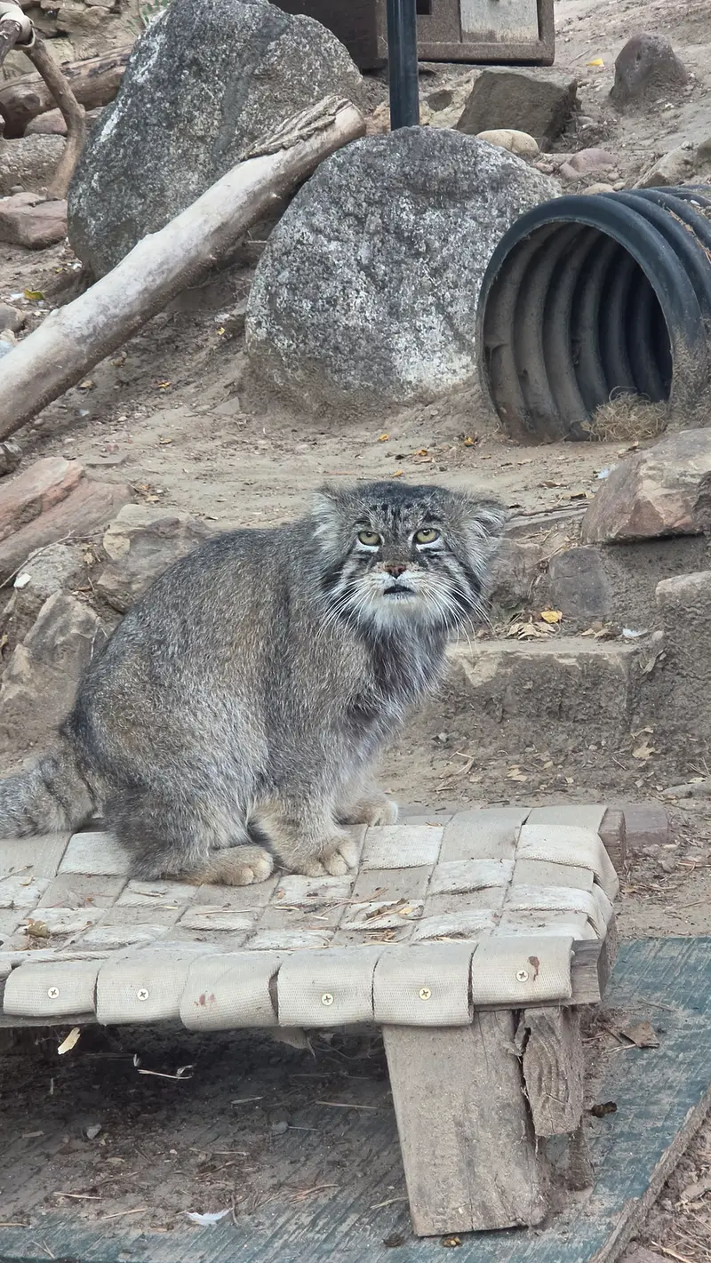 プエブロ動物園のタイ・チーの写真