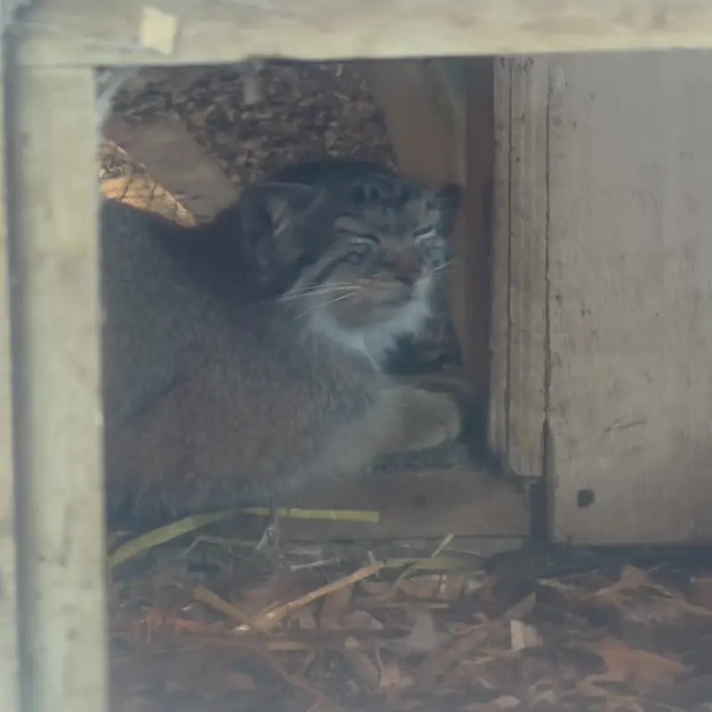 バナム動物園のマヌルネコの写真