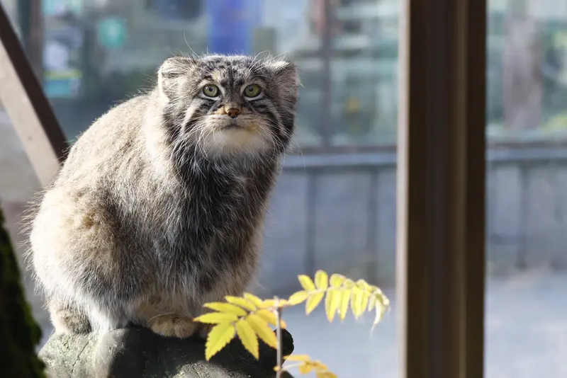モスクワ動物園のティモフェイの写真