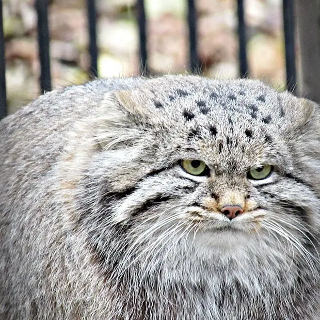 ノヴォシビルスク動物園のクリョンの写真