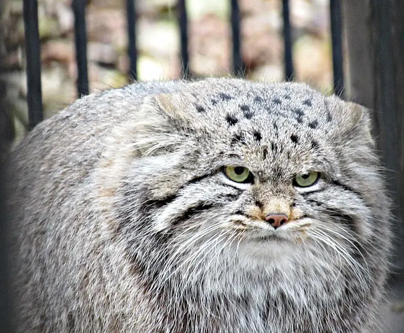 ノヴォシビルスク動物園のクリョンの写真