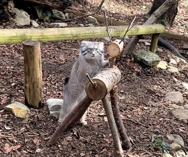 マヌルネコの写真