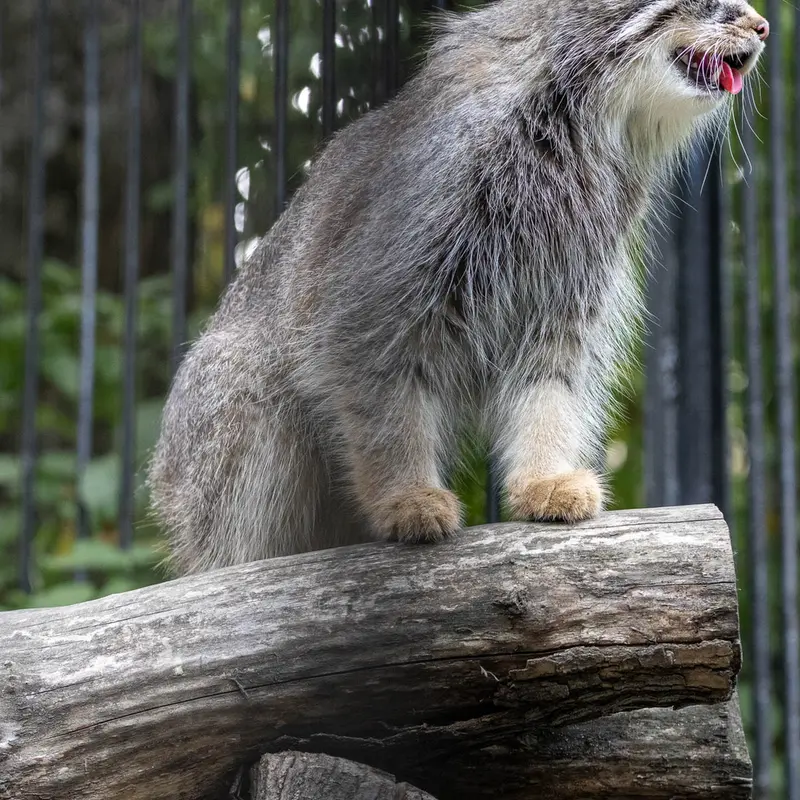 ノヴォシビルスク動物園のガビの写真