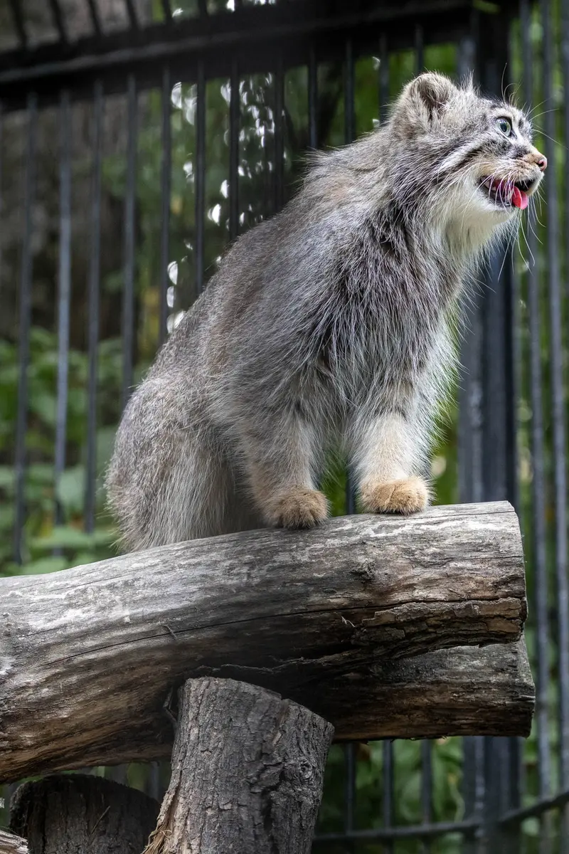 ノヴォシビルスク動物園のガビの写真