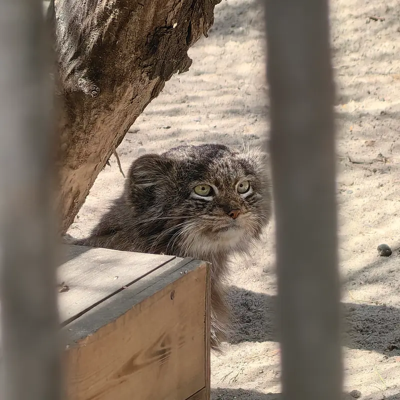 ノヴォシビルスク動物園のマリクの写真