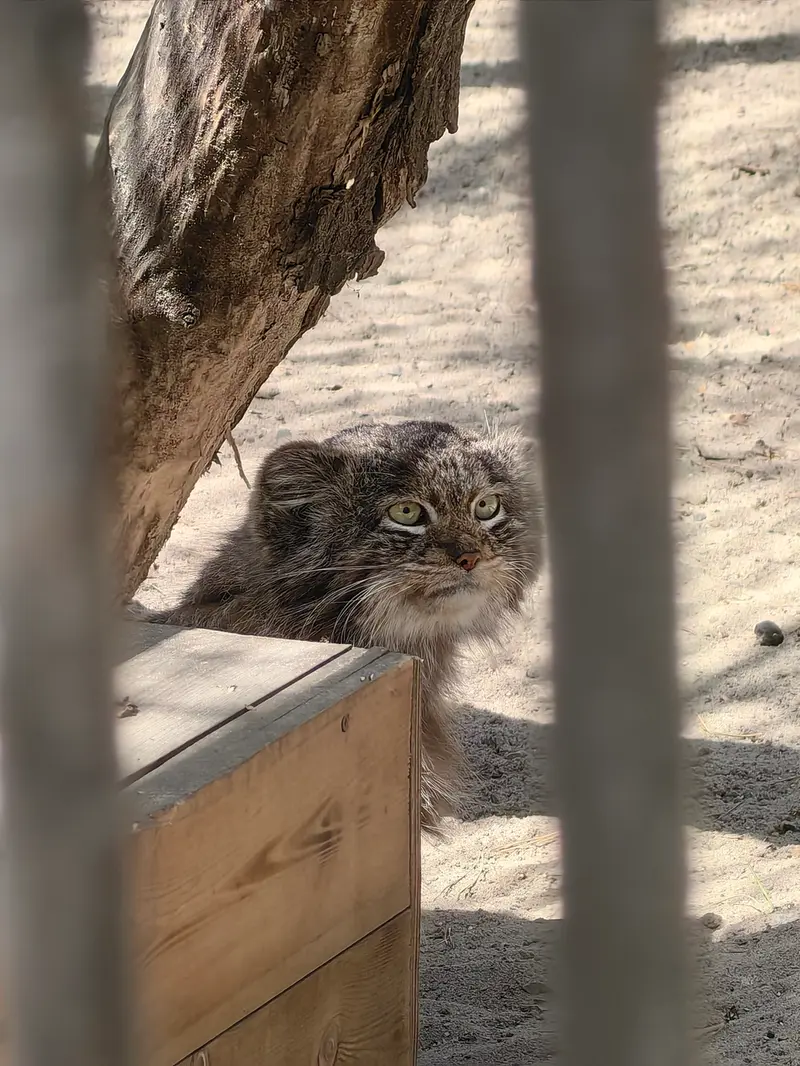 ノヴォシビルスク動物園のマリクの写真