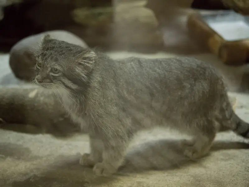 恩賜上野動物園のクリョンの写真