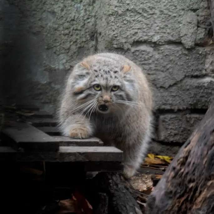 ブダペスト動物園＆植物園のルーシーの写真