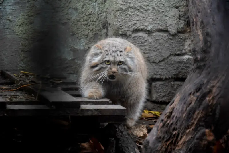 ブダペスト動物園＆植物園のルーシーの写真